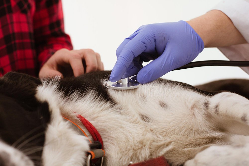 Desvendando Mitos: Holter e monitoramento cardíaco em animais
