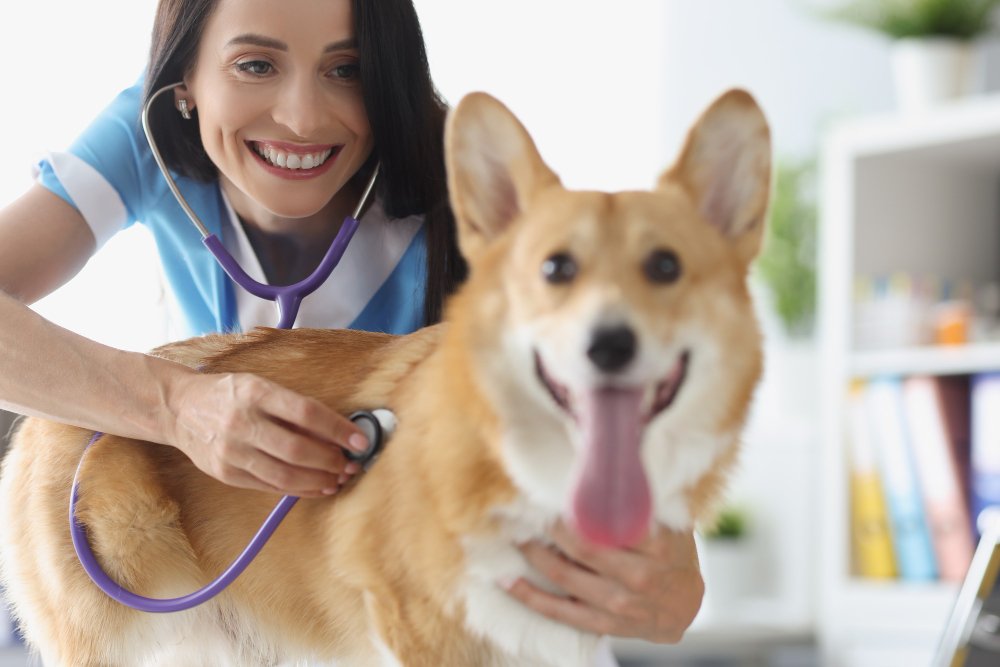 Explorando o Papel do Holter na Identificação Precoce de Condições Cardíacas em Pets