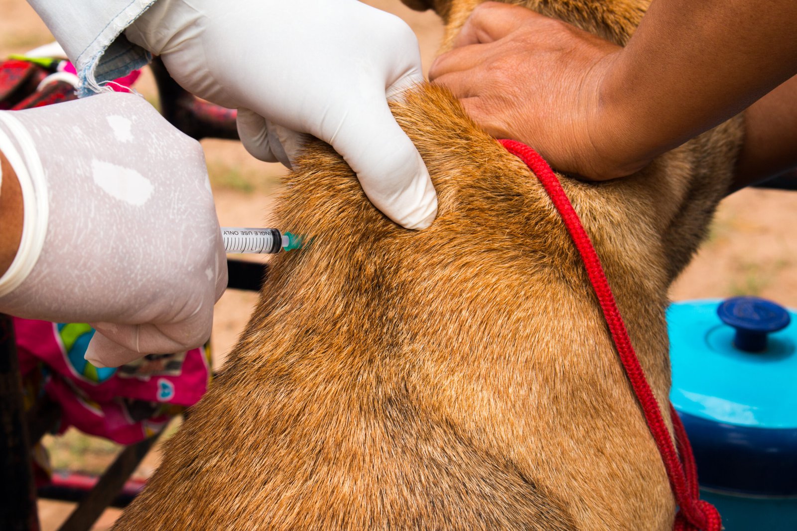 Monitoramento Cardíaco em Animais Sedados: A Importância do Holter na Avaliação Pós-Anestésica