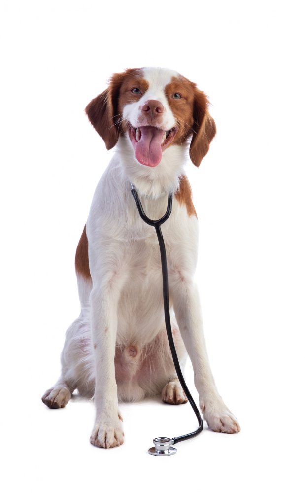 Cão sendo examinado com estetoscópio